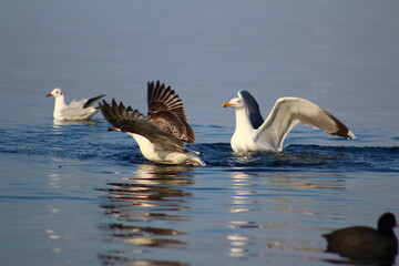 Obraz premium beach of block see at City of Karasu in Türkay