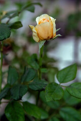yellow rose on a green background