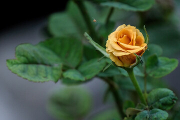 single yellow rose