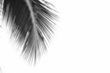 Soft blurred coconut leaves on white background