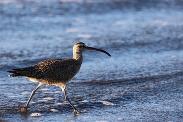 a bird standing on the edge of a body of water