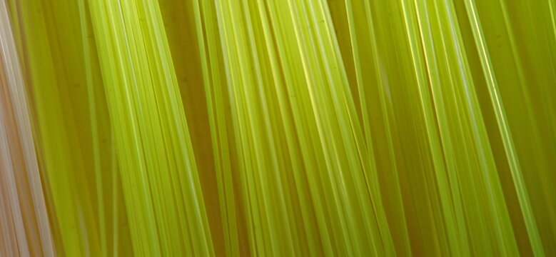 the texture of green brush
