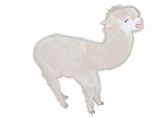 camel isolated on white