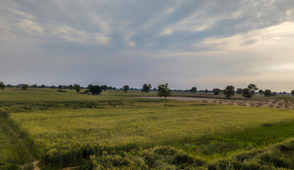 Fototapeta premium field of wheat and sky