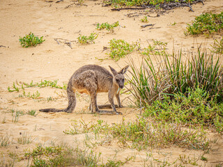 Wallaby On The Beach