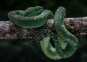 Green Viper