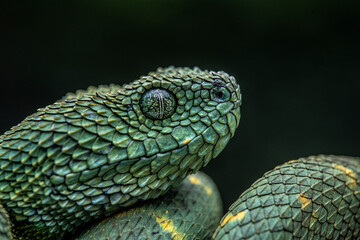 Green Viper