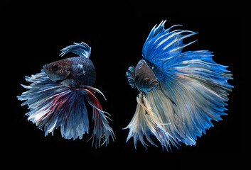 Betta fish turning in style