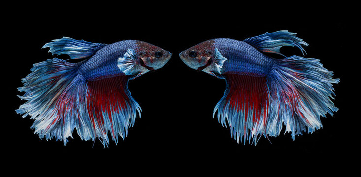 Mirror image betta fish