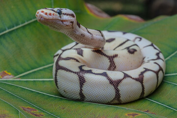 Ball Phyton Snake