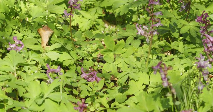 Pollination of the fumewort (Corydalis solida) by the bumbleebee in early spring