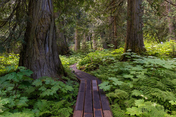 Western red cedars (Thuja plicatain) and walking path in Chun T’oh Whudujut Ancient Forest provincial park of the Lheidli T’enneh first nation natives near Prince George, British Columbia, Canada. - obrazy, fototapety, plakaty