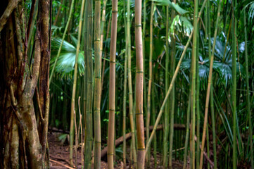 Fototapeta premium Jungle on Oahu island, Hawaii