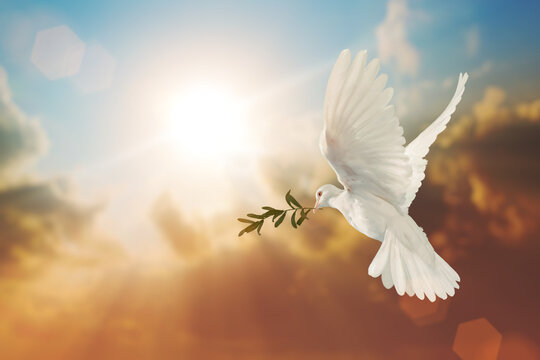 White Dove carrying olive leaf branch on Beautiful light and lens flare .Freedom concept and international day of peace , Free Clipping path 
