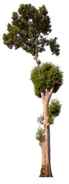 real tree on the transparent background has removed the original background
