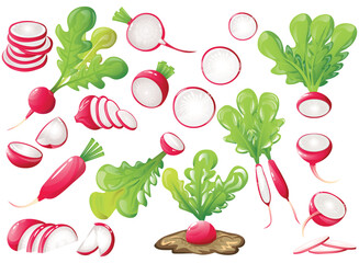 Set of ripe radish on white background