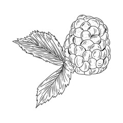 Ripe raspberry on white background