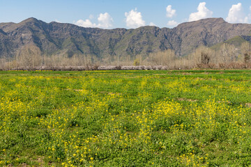 Mustard fields blossoming in the Swat valley, Pakistan