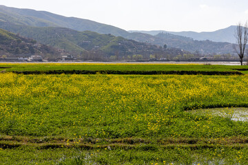 Fields of Mustard plants blooming in spring