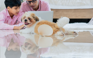 Selective focus little dog laying down on floor in living room at comfortable home, looking at camera, with blur background of family playing, using laptop. Lifestyle, Pet Concept.