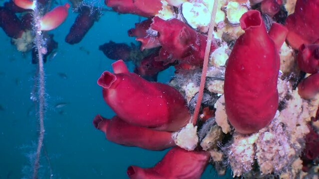 Slow motion video captures striking red ascidia and fish in the Sea of Japan. Additionally, international organizations, such as North Pacific Marine Science Organization, are working to promote