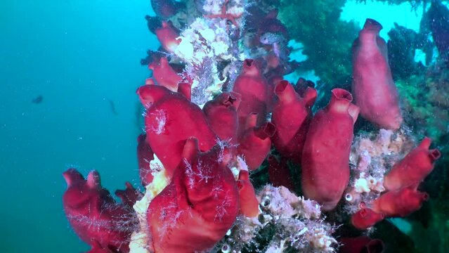 Slow motion showcases the Sea of Japans vibrant red ascidia and fish. To combat these challenges, countries around Sea of Japan have implemented conservation measures.