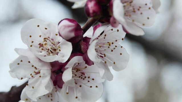 close-up of spring blossoming apricot branch, in the garden