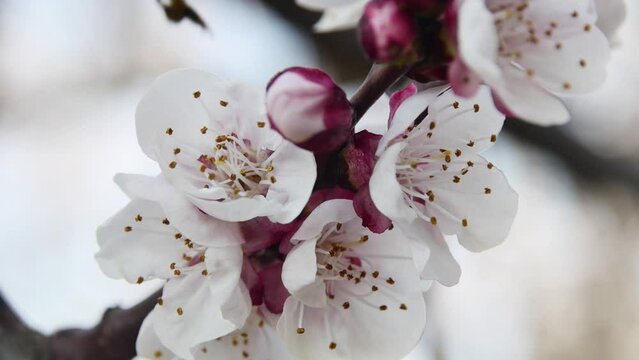 close-up of a beautiful spring flowering apricot branch, in the garden