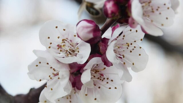 close-up of spring blossoming apricot branch
