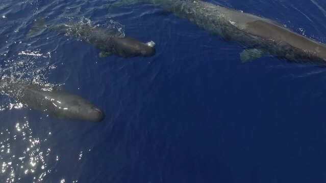 Swarm of sperm whales rooms near surface of ocean water. Sperm whales are celebrated for their ability to communicate. Their mannerisms enable them to associate and flourish in ocean.