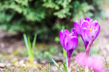 The first purple crocus in the spring garden