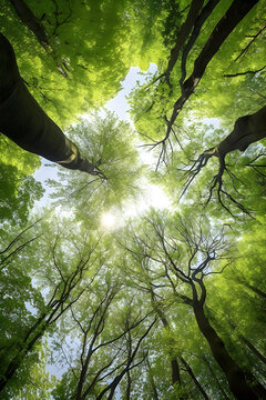 Green Canopy Above: A Stunning Perspective on Forests and Their Eco Importance - AI Generative