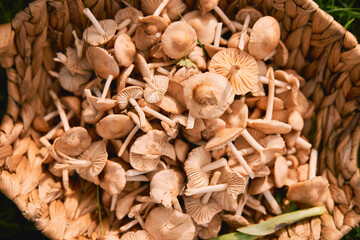 a basket with mushrooms stands on the grass