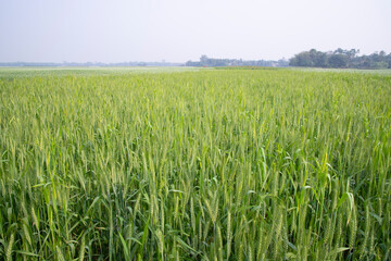 Green Wheat plantation agriculture harvest  field