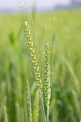Wheat  Spike with a blurry background in the field. Selective Focus