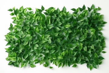 Naklejka na ściany i meble fresh green salad