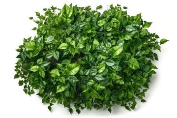 Plakat bunch of parsley isolated