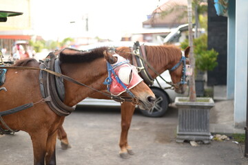 Horses for sightseeing