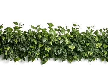 Obraz premium green leaves isolated on white