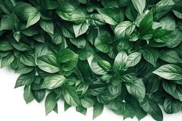 green leaves background