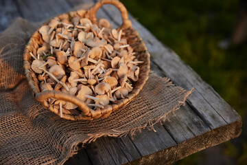 bunch of mushrooms shot from above