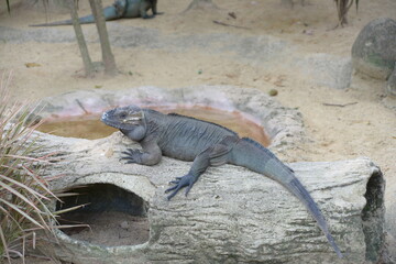 Cute reptiles in the zoo