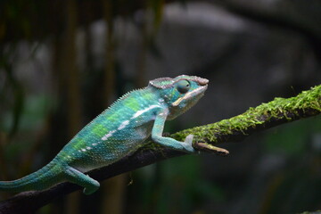 Cute reptiles in the zoo
