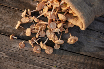 horizontal photo of mushrooms scattered on the table