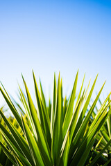 Green sharp plant leaves on blue sky background