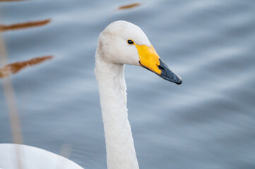 Obraz premium オオハクチョウ