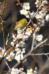 梅の花の蜜を吸うメジロ