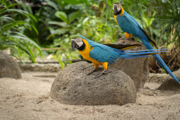 Blue and yellow macaw parrots  stands on a rock. bird in nature green background.