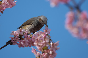河津桜の蜜を吸うヒヨドリ