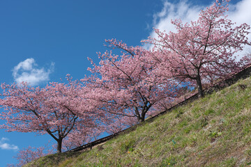 Fototapeta premium 土手に咲く河津桜
